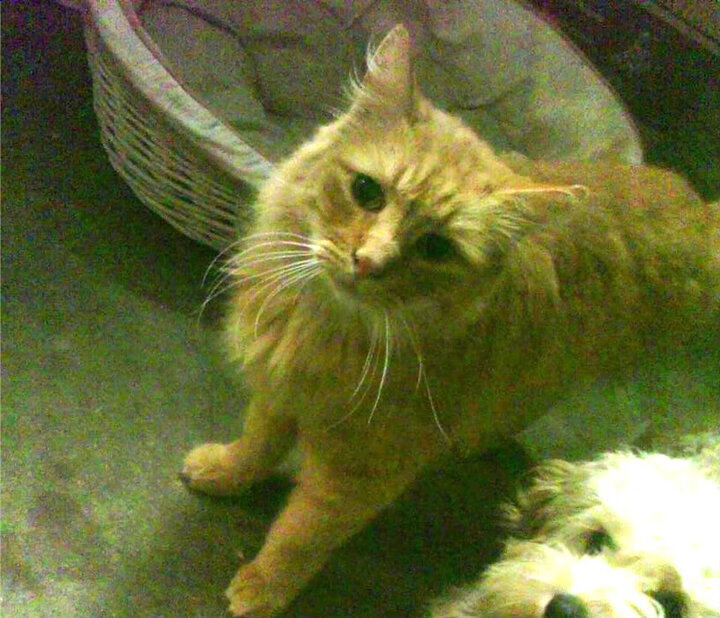 南美奇迹,巴拉圭无名小卒斩落欧洲巨人,巴雷拉一球成名改写足球版图